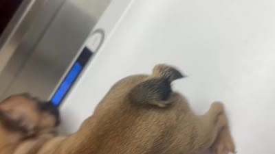 Rocky, a male French Bulldog for sale in Long Beach, CA – 4 of 4