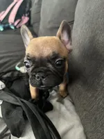 Rocky, a male French Bulldog for sale in Long Beach, CA – 2 of 2