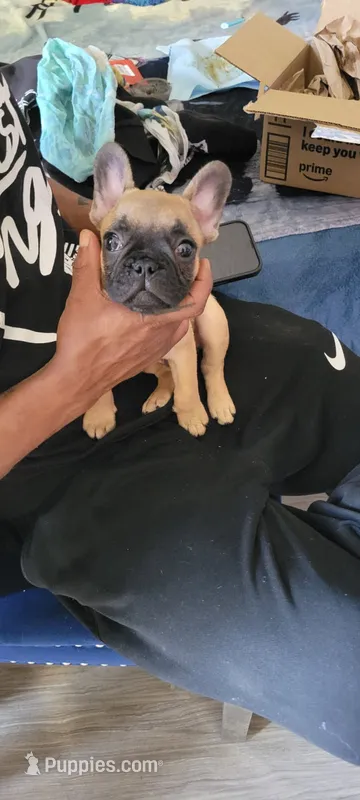 Rocky – French Bulldog puppy for sale in Long Beach, CA