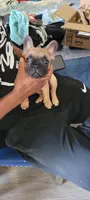 Rocky, a male French Bulldog for sale in Long Beach, CA – 1 of 2