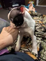 Adam, a male Boston Terrier for sale in Eden, NC – 2 of 10