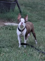 Hoss, a male Boston Terrier for sale in Eden, NC – 5 of 6