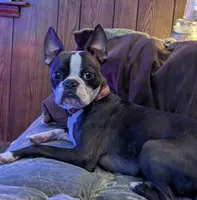 Adam, a male Boston Terrier for sale in Eden, NC – 7 of 9