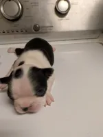 Little Joe, a male Boston Terrier for sale in Eden, NC – 5 of 8