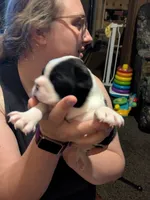 Hoss, a male Boston Terrier for sale in Eden, NC – 3 of 6