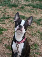 Hoss, a male Boston Terrier for sale in Eden, NC – 4 of 4