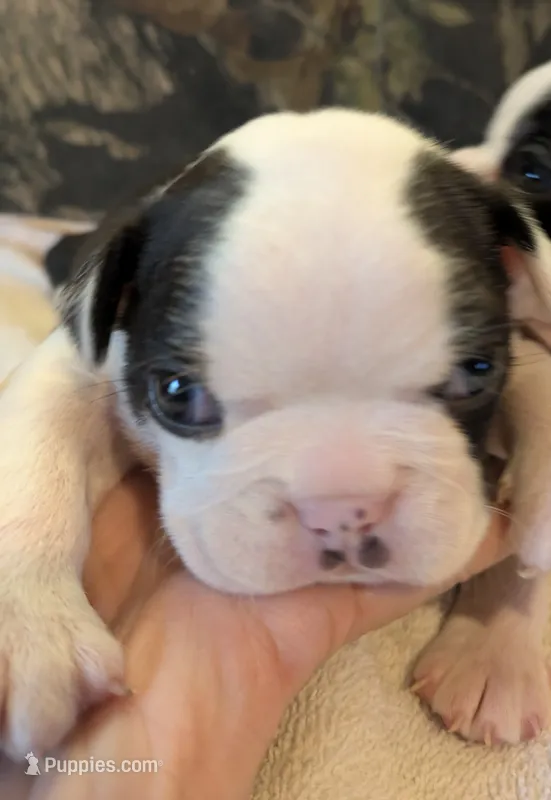 Adam – Boston Terrier puppy for sale in Eden, NC