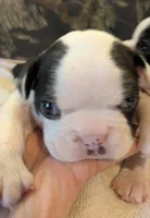 Adam, a male Boston Terrier for sale in Eden, NC – 5 of 10