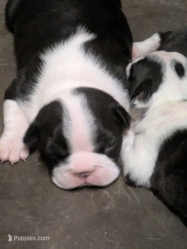 Hoss – Boston Terrier puppy for sale in Eden, NC