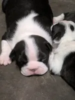 Hoss, a male Boston Terrier for sale in Eden, NC – 1 of 4