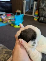 Adam, a male Boston Terrier for sale in Eden, NC – 8 of 10