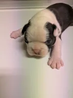 Adam, a male Boston Terrier for sale in Eden, NC – 5 of 9