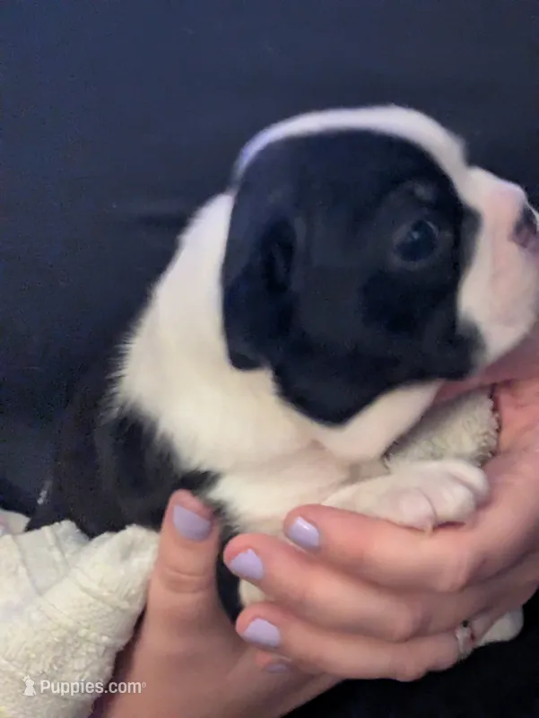 Hoss – Boston Terrier puppy for sale in Eden, NC