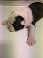 Adam, a male Boston Terrier for sale in Eden, NC – 6 of 9