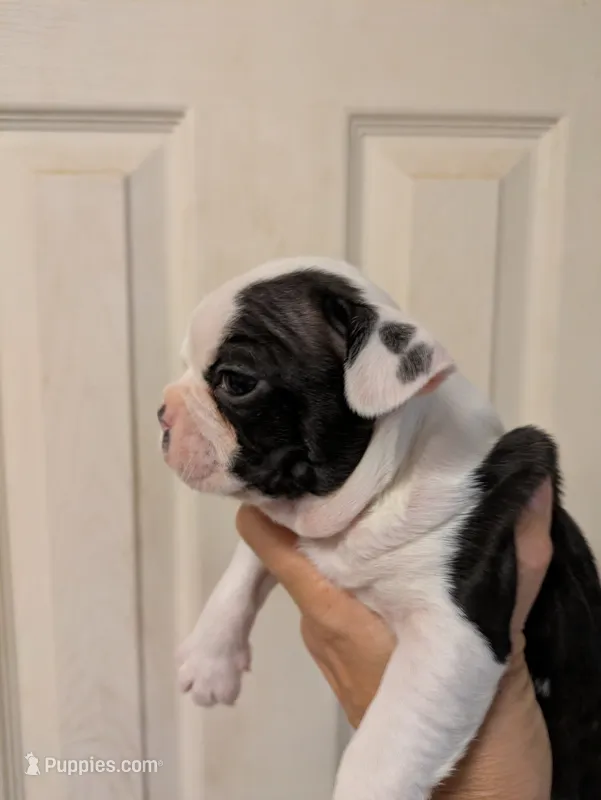 Adam – Boston Terrier puppy for sale in Eden, NC