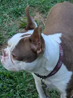 Hoss, a male Boston Terrier for sale in Eden, NC – 3 of 4