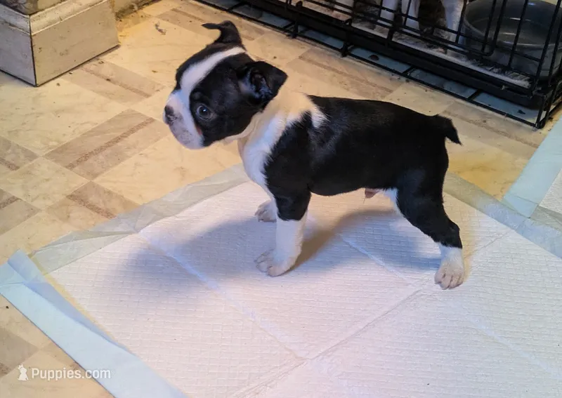 Hoss – Boston Terrier puppy for sale in Eden, NC