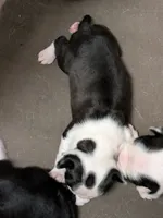 Little Joe, a male Boston Terrier for sale in Eden, NC – 4 of 8