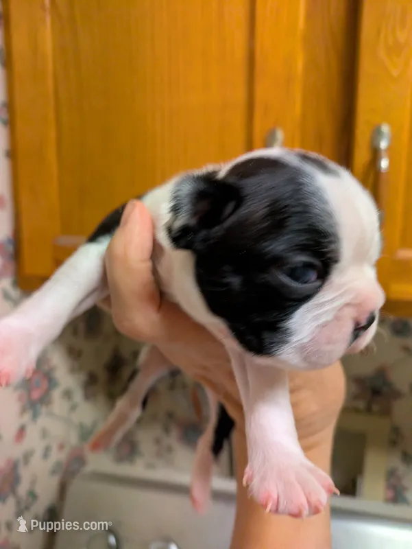 Little Joe – Boston Terrier puppy for sale in Eden, NC