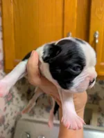 Little Joe, a male Boston Terrier for sale in Eden, NC – 1 of 8