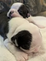 Adam, a male Boston Terrier for sale in Eden, NC – 7 of 10