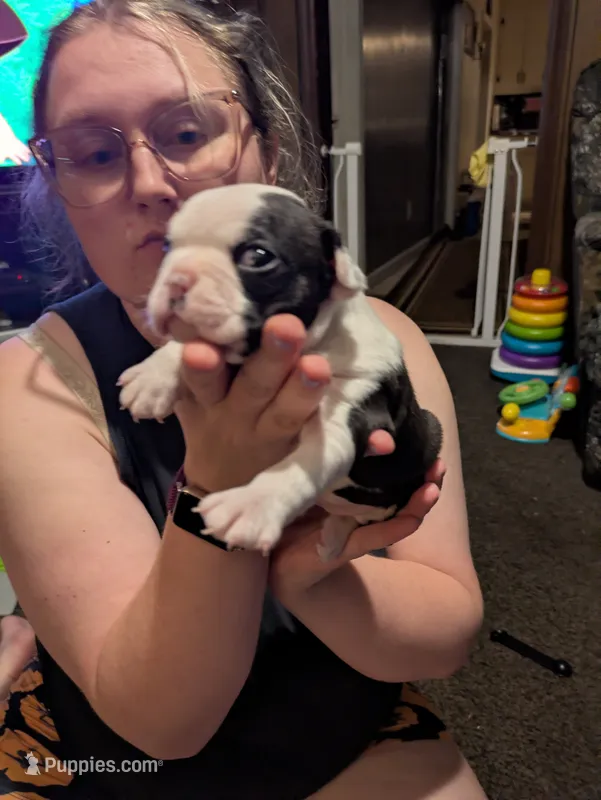 Hoss – Boston Terrier puppy for sale in Eden, NC