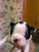 Little Joe, a male Boston Terrier for sale in Eden, NC – 3 of 8