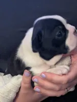 Hoss, a male Boston Terrier for sale in Eden, NC – 1 of 6
