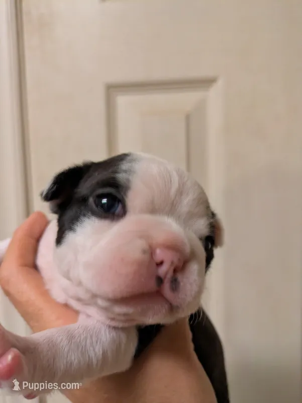 Adam – Boston Terrier puppy for sale in Eden, NC