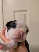 Adam, a male Boston Terrier for sale in Eden, NC – 1 of 9