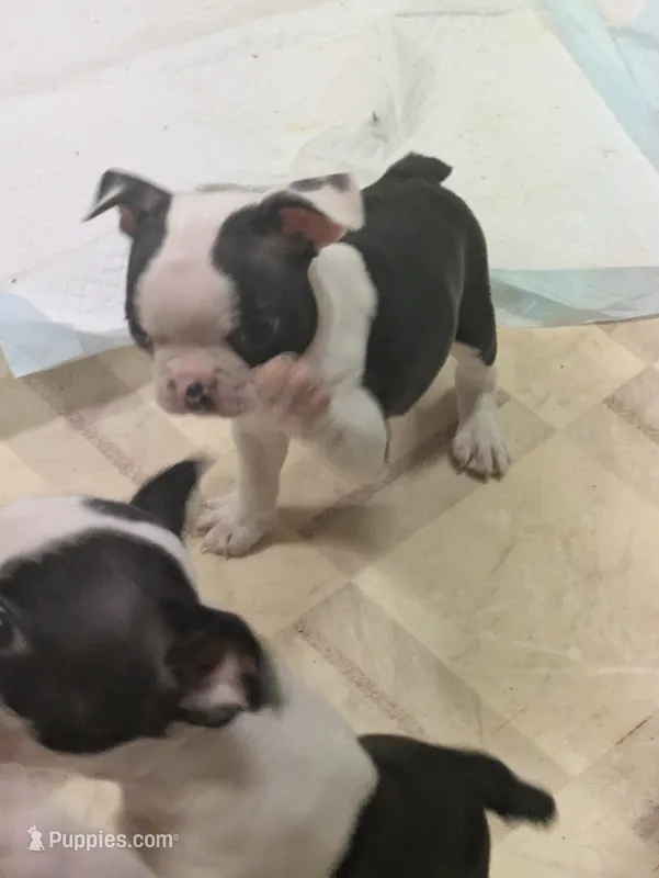 Adam – Boston Terrier puppy for sale in Eden, NC