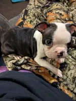 Adam, a male Boston Terrier for sale in Eden, NC – 3 of 10