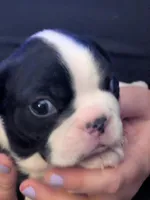 Hoss, a male Boston Terrier for sale in Eden, NC – 2 of 6