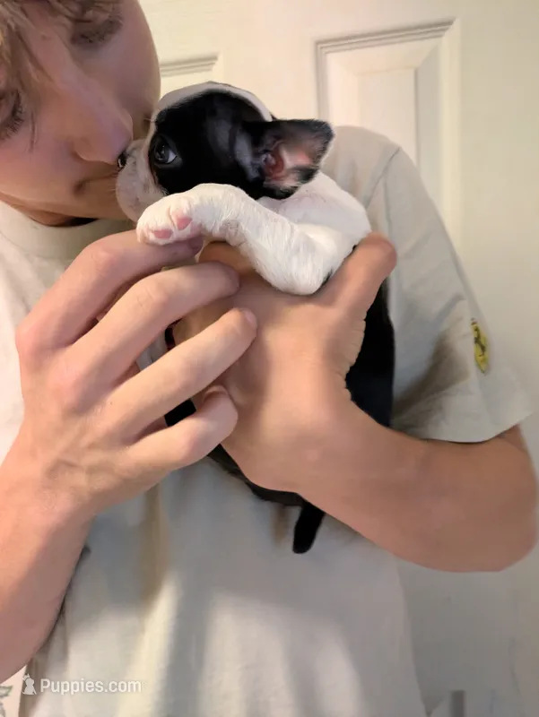 Little Joe – Boston Terrier puppy on hold in Eden, NC