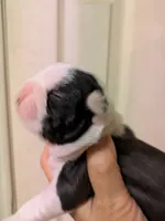 Adam, a male Boston Terrier for sale in Eden, NC – 2 of 9