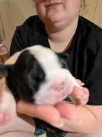Hoss, a male Boston Terrier for sale in Eden, NC – 2 of 4