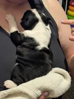 Hoss, a male Boston Terrier for sale in Eden, NC – 4 of 6