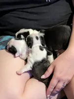 Little Joe, a male Boston Terrier for sale in Eden, NC – 2 of 8