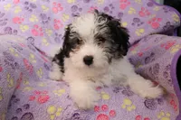Girl, a female Havanese for sale in Jefferson, OH – Photo 2 of 3