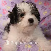 Girl – Havanese puppy for sale in Jefferson, OH