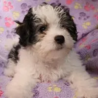 Girl, a female Havanese for sale in Jefferson, OH – Photo 1 of 3