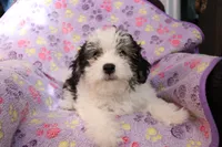 Girl, a female Havanese for sale in Jefferson, OH – Photo 3 of 3