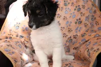 Male 3, a male Havanese for sale in Jefferson, OH – Photo 3 of 4