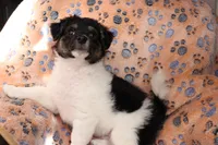 Male 3, a male Havanese for sale in Jefferson, OH – Photo 1 of 4