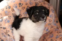 Male 3, a male Havanese for sale in Jefferson, OH – Photo 4 of 4