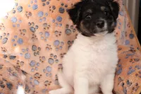 Male 3, a male Havanese for sale in Jefferson, OH – Photo 2 of 4