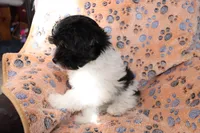 Male 1, a male Havanese for sale in Jefferson, OH – Photo 4 of 5