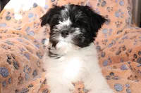 Male 1, a male Havanese for sale in Jefferson, OH – Photo 2 of 5