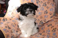 Male 1, a male Havanese for sale in Jefferson, OH – Photo 1 of 5
