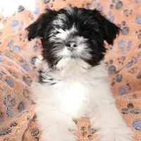 Male 1, a male Havanese for sale in Jefferson, OH – Photo 5 of 5